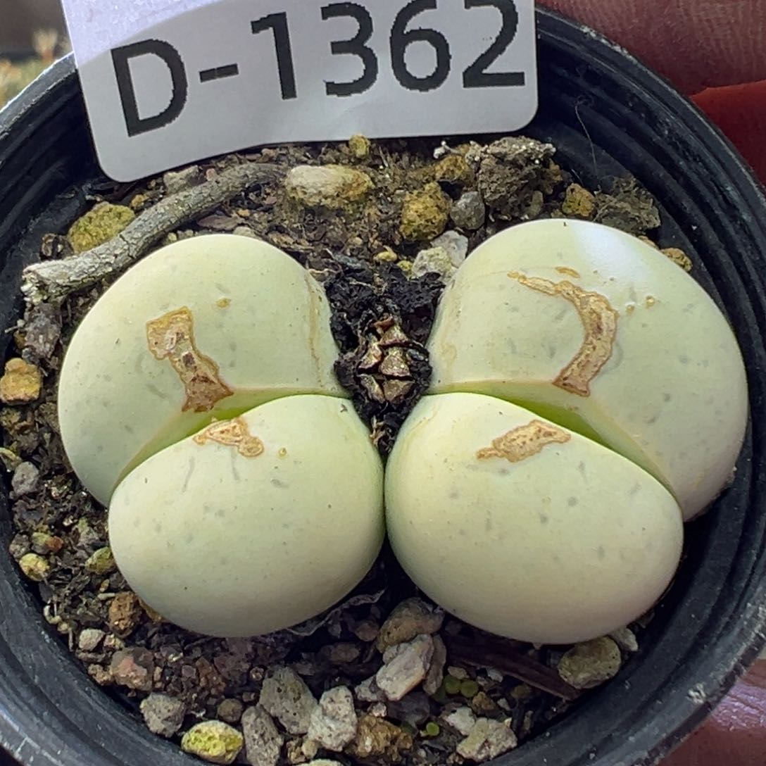 多肉植物1111111111111