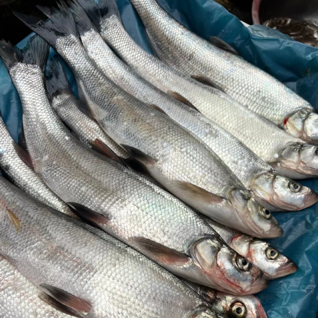 【5】1～2斤翘嘴鱼8斤顺丰冷链新鲜到家