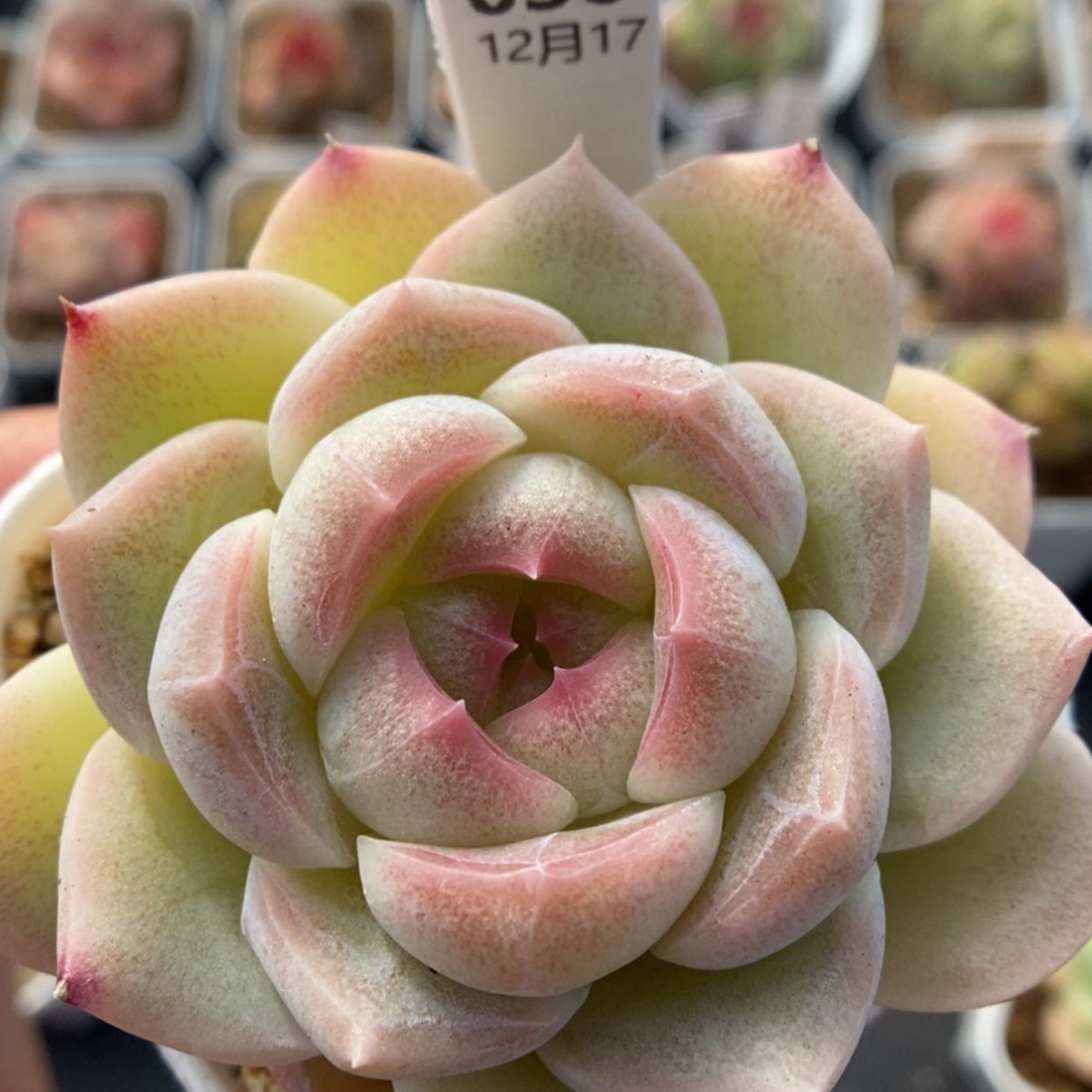 【闪购商品】1217-030