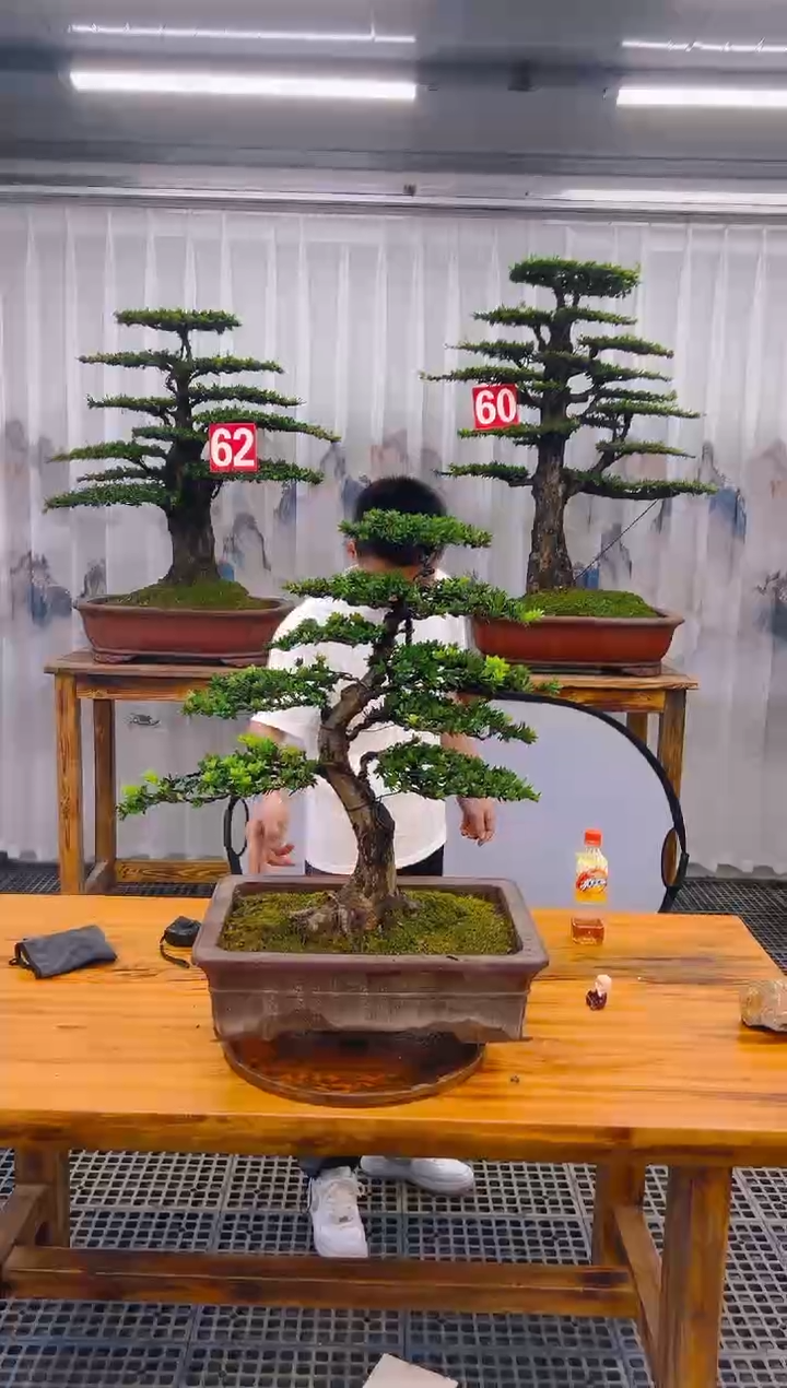 【闪购商品】紫砂精品盆景直播间一物一拍