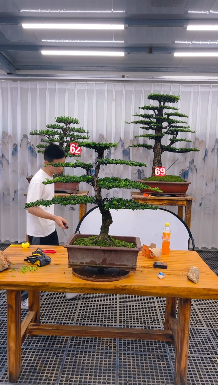 【闪购商品】紫砂精品盆景直播间一物一拍