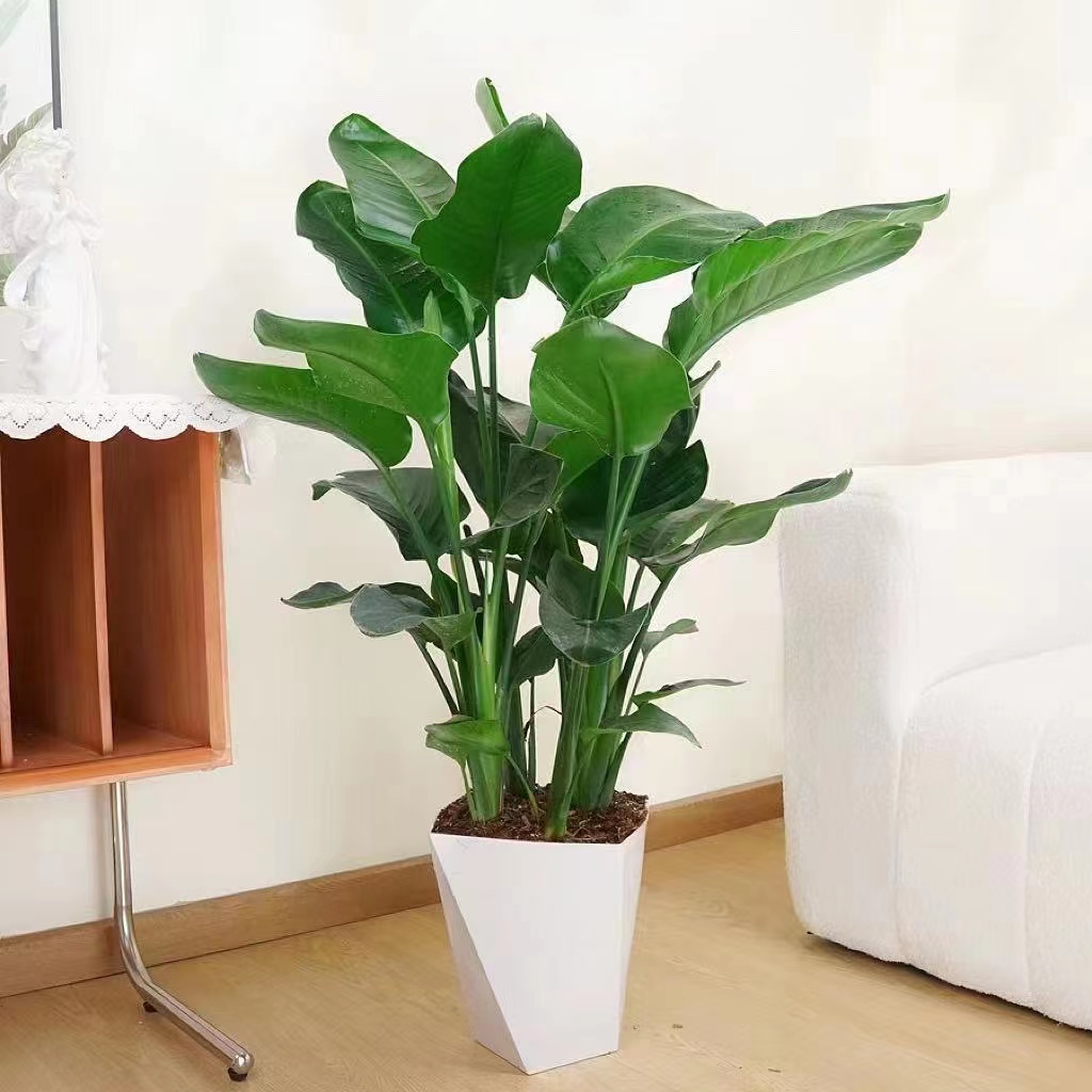 【3株苗60-70cm】大型客厅绿植天堂鸟吸甲醛好看好养送白色菱形盆