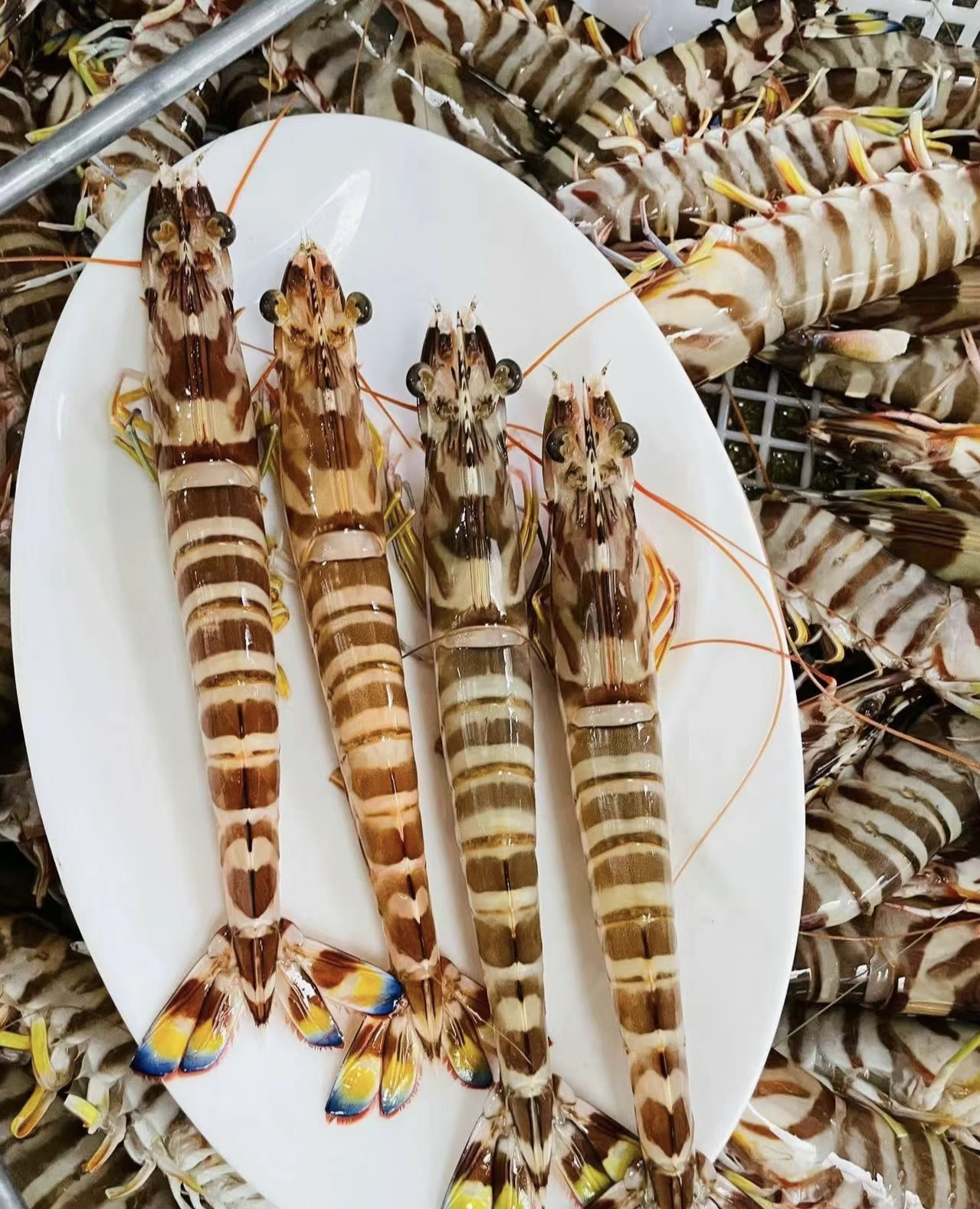 惠来本港8头九节虾3斤—5斤