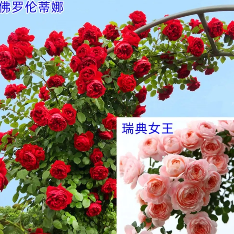 （两颗福利装）爬藤月季玫瑰花苗藤本蔷薇室外庭院花园植物春季