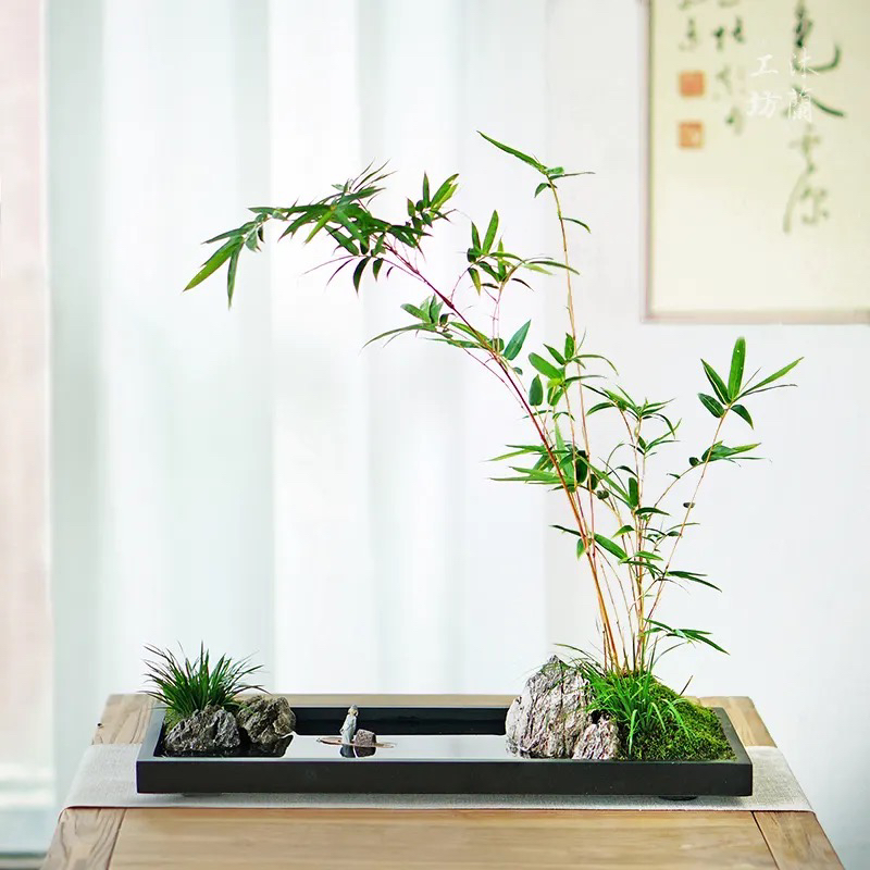 【直播间一物一拍】链接 红观音竹 以直播间实物为准