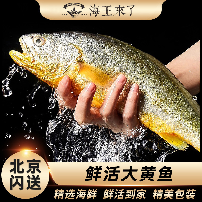 【限量】鲜活 黄花鱼、黄鱼 400-600g/条