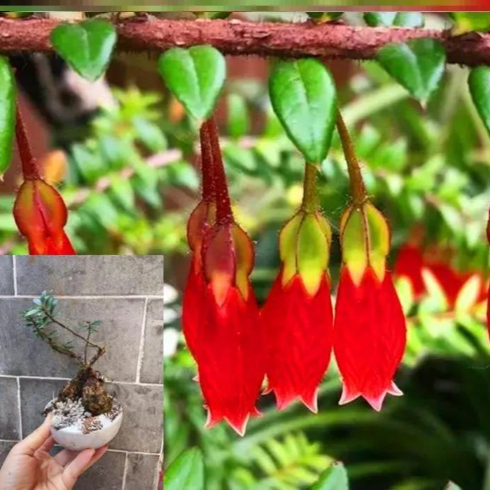 三号链接树萝卜盆景五翅梅五翅莓景芸花卉绿植小叶五翅莓盆栽