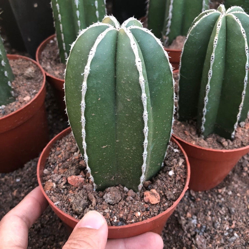 量拍基地直发四大名柱白云阁仙人柱（脱盆带土球）