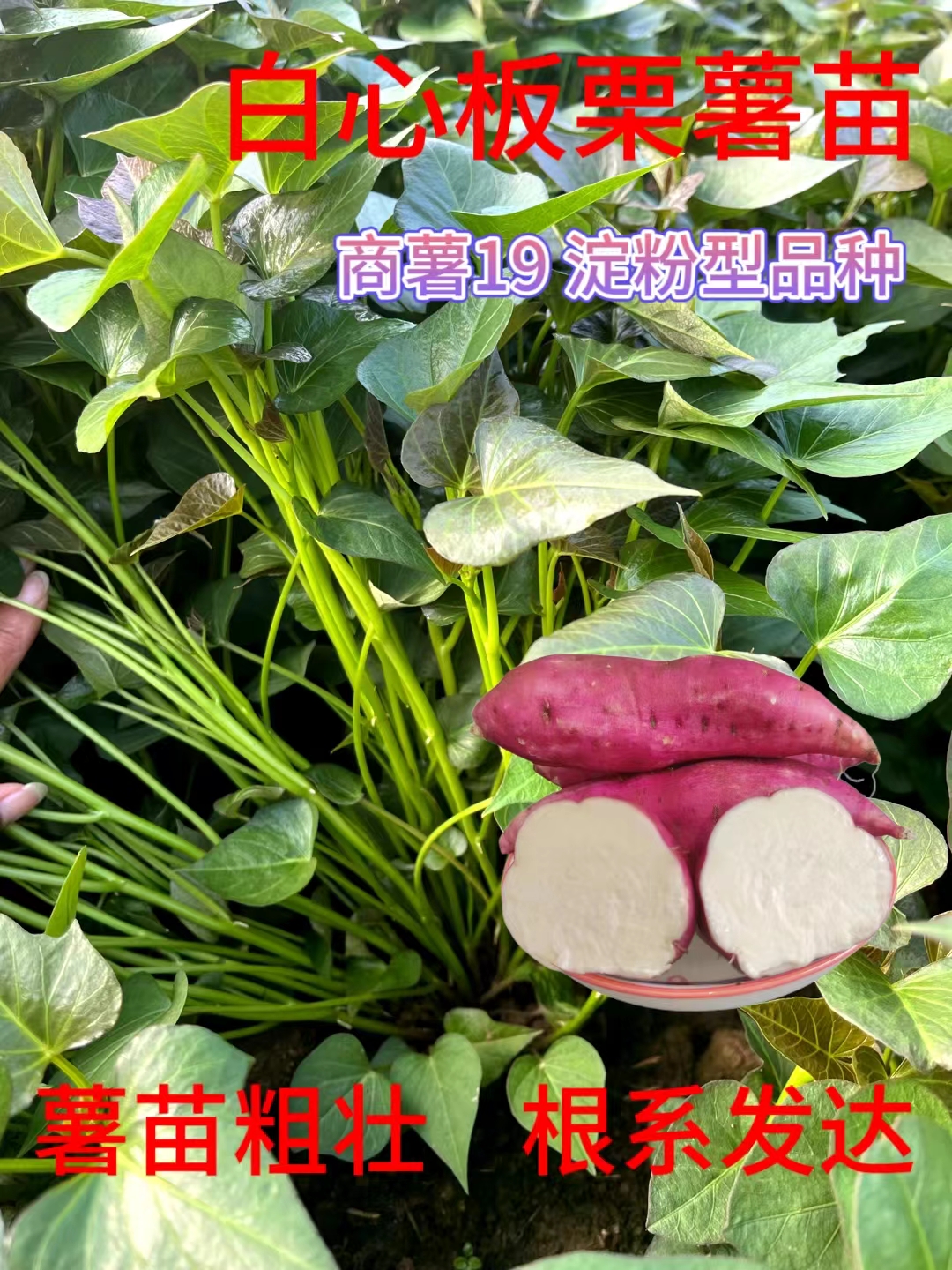 河南白心板栗薯苗商薯19高淀粉型高产红薯苗根粗苗壮白心地瓜苗