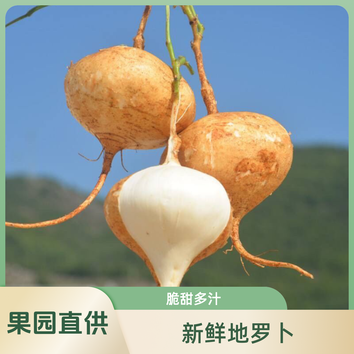 凉薯农家特产贵州正宗高山鲜地瓜新鲜现挖白地瓜豆薯番薯沙葛脆甜