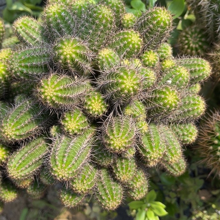 白檀仙人球白檀11