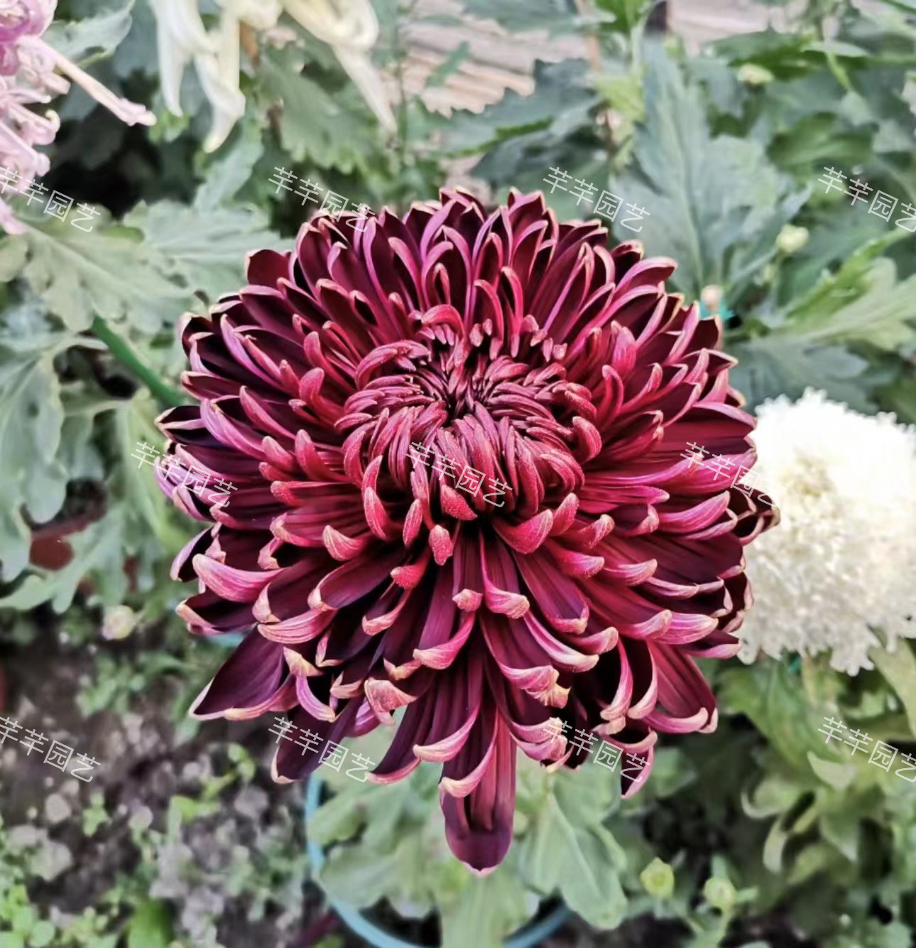 【墨萍】菊花（盆栽）原盆发货（盆坏不赔