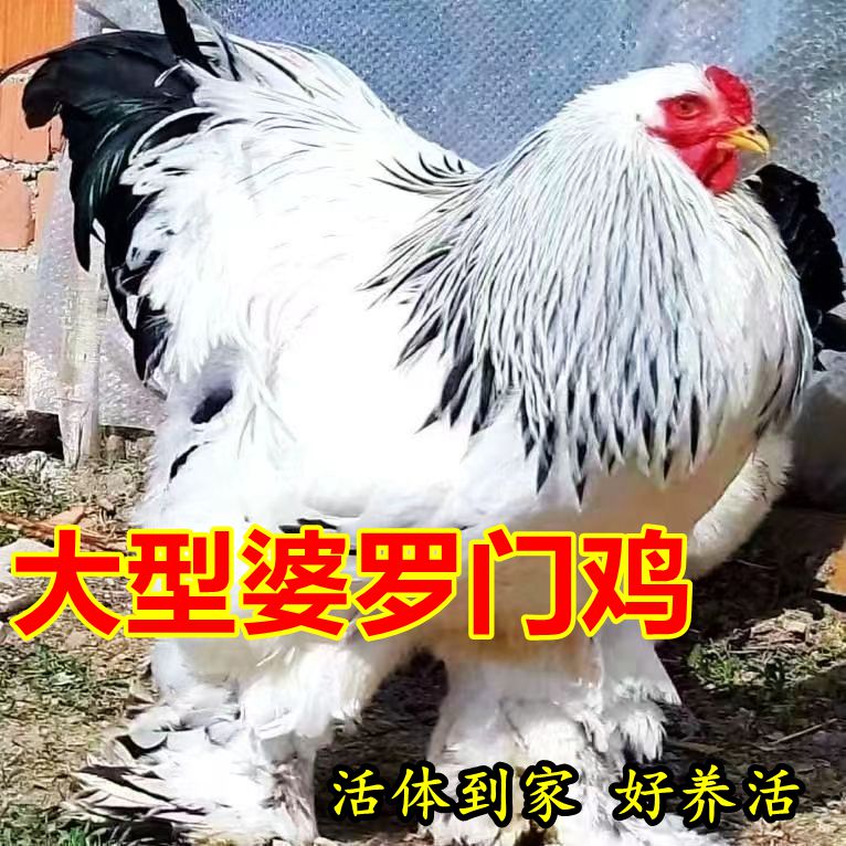 婆罗门巨型鸡梵天鸡漂亮肉质鲜美