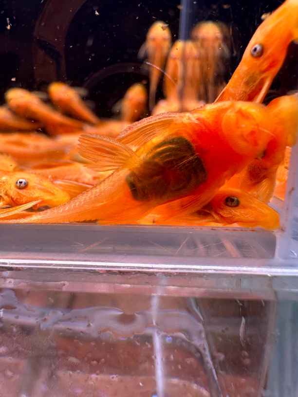 黄金胡子工具鱼小号5条2cm+