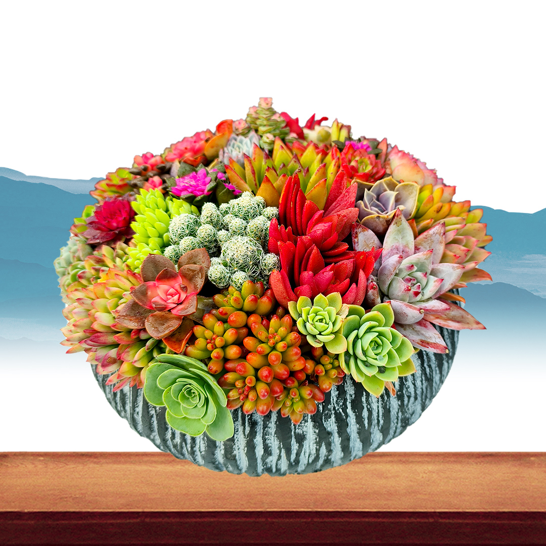2025❤️花盆多肉组合装长条多肉盆栽多肉植物室内山地多肉盆栽系列