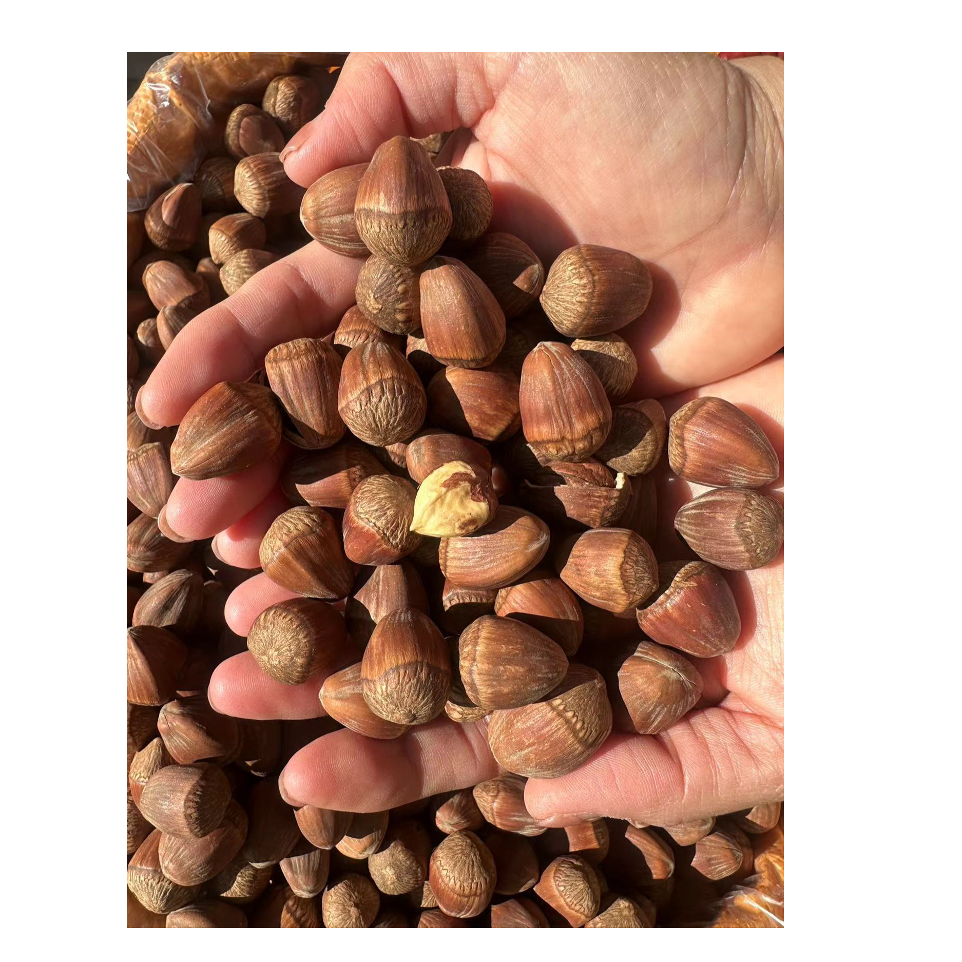 2025年笨炒/东北【嫁接】大果榛子/拍3斤发4斤皮薄香酥产地大榛子