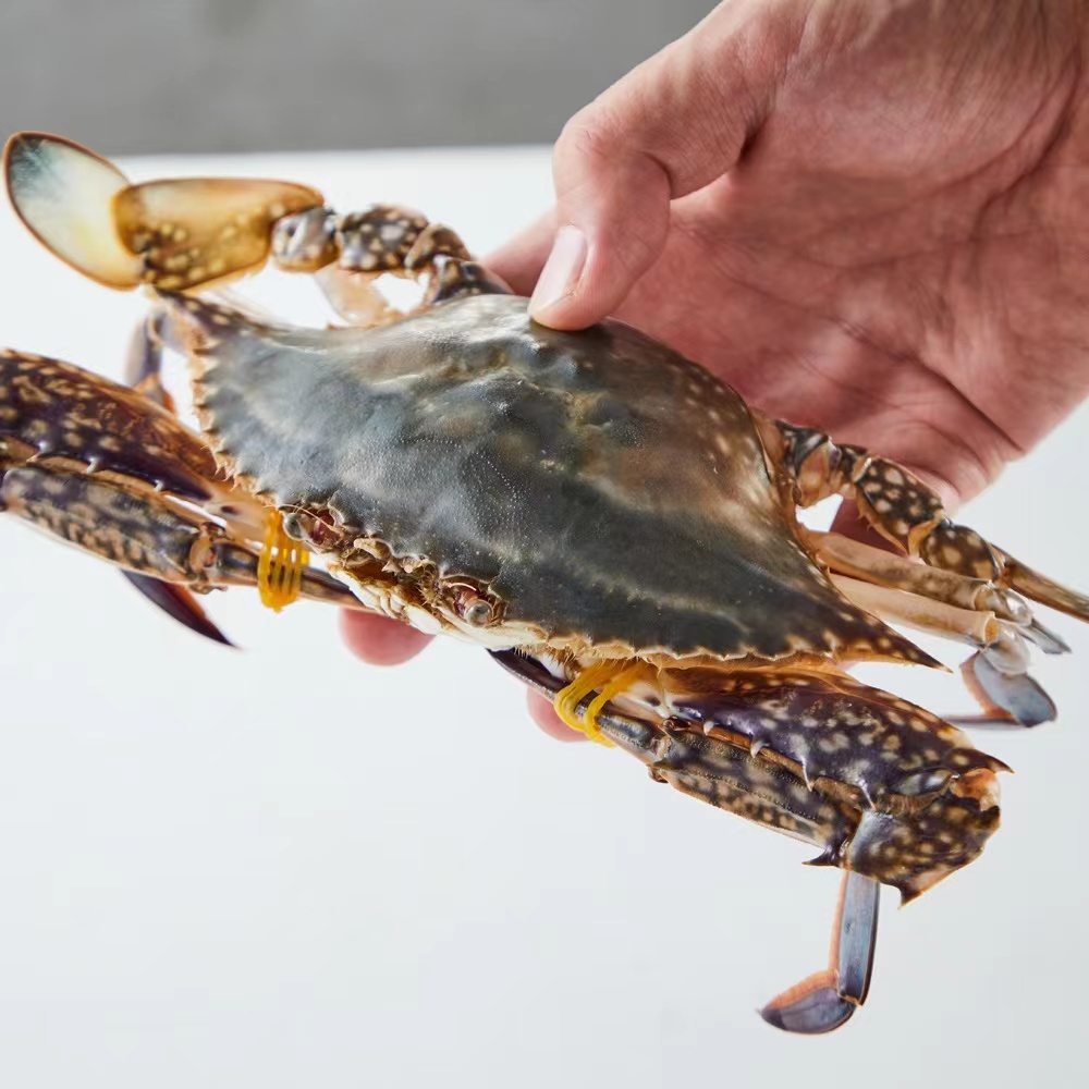【冻蟹】东海梭子蟹大公蟹3.1-2.8斤 5-6只 单只/5-7两