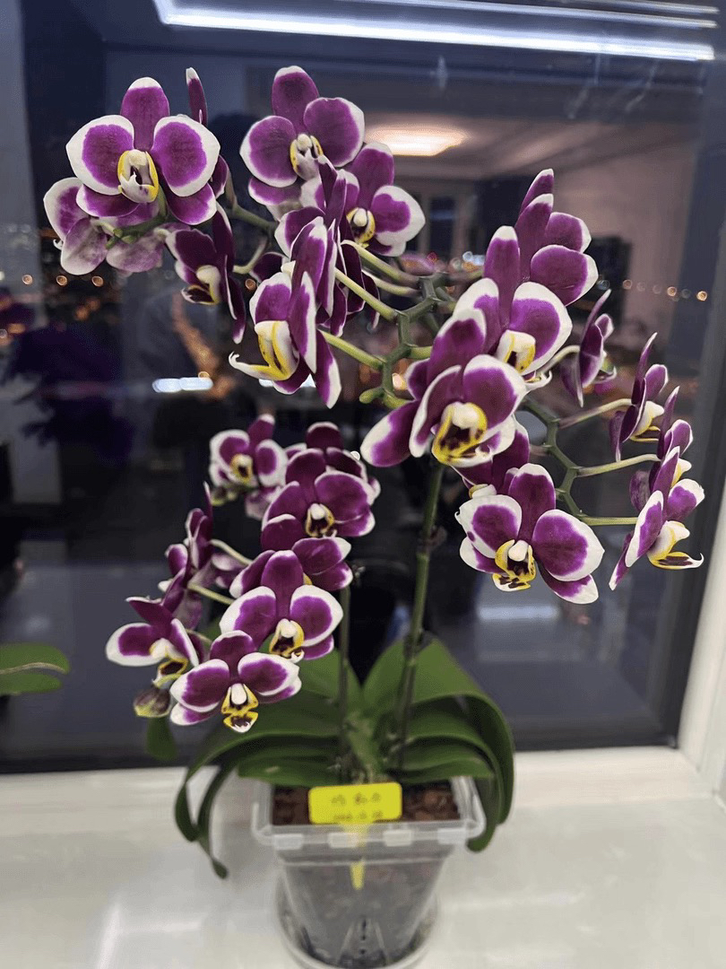 【巧克力】3.0寸加高杯 蜡质花 花期半年