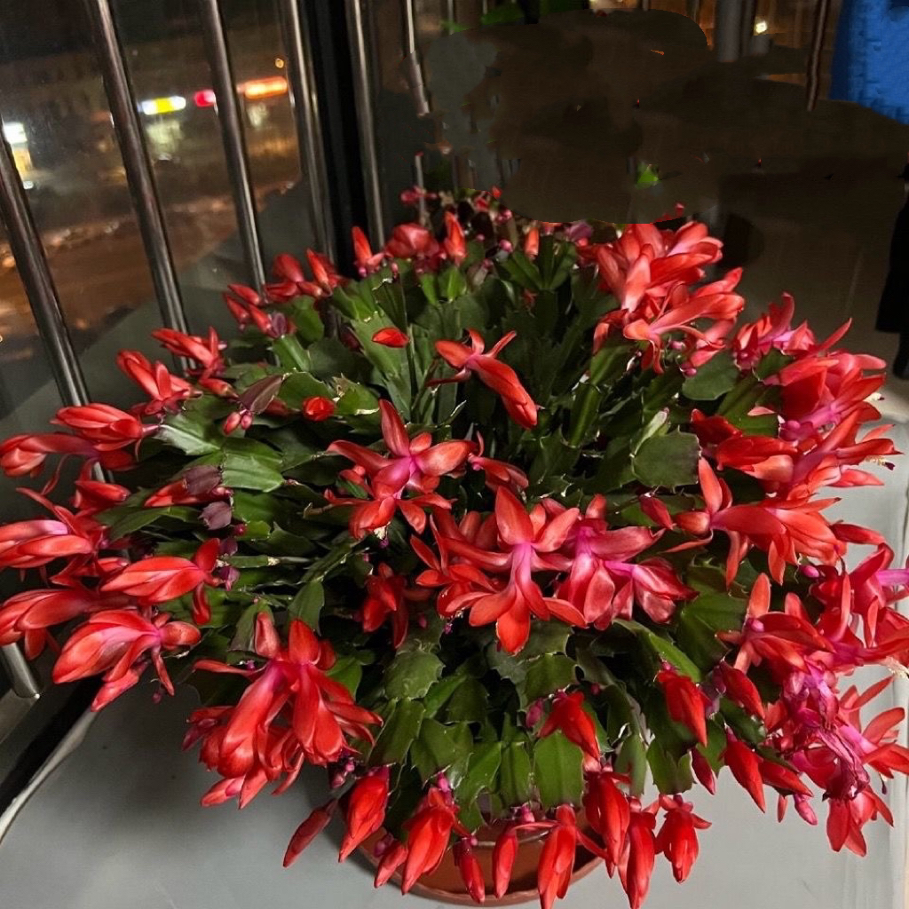 红玛丽红色蟹爪兰带花苞大花系列蟹爪兰精品苗