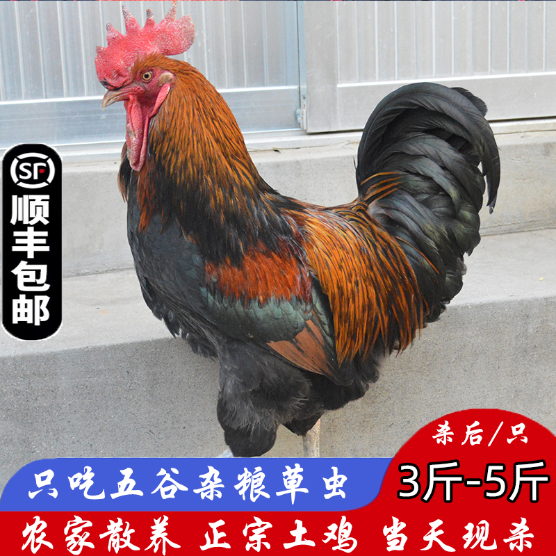 农家土公鸡农家散养1年公鸡滋补土鸡草鸡大公鸡笨鸡跑山鸡顺丰