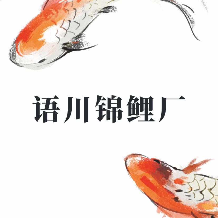 「超萌好物」直播间一物一图，乱拍随机发，板井血统，日本二代锦鲤鱼