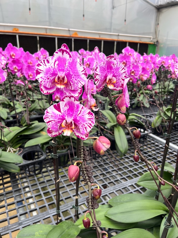 蝴蝶兰【大展宏图】