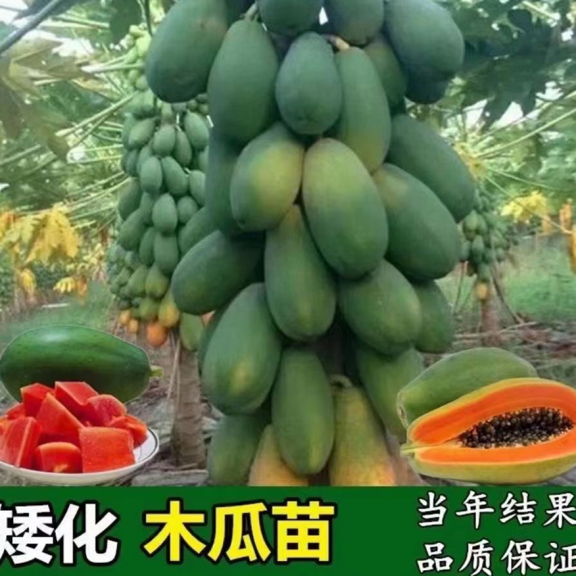 木瓜苗树苗矮化红肉木瓜苗冰糖红心木瓜水果木瓜庭院种植