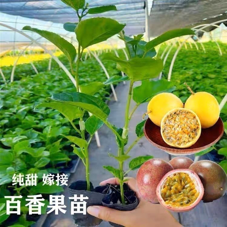 蜂蜜味黄金百香果树苗四季结果嫁接苗阳台盆栽地栽当年结果