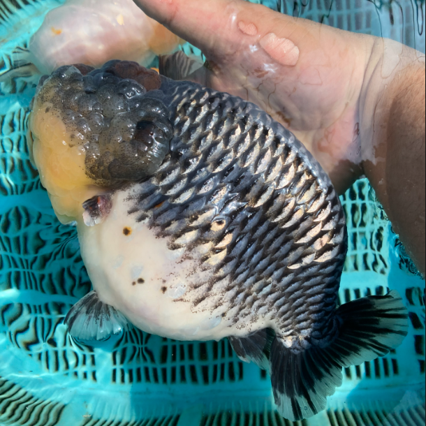 甬诚金鱼，兰寿金鱼冷水鱼观赏鱼淡水好养活