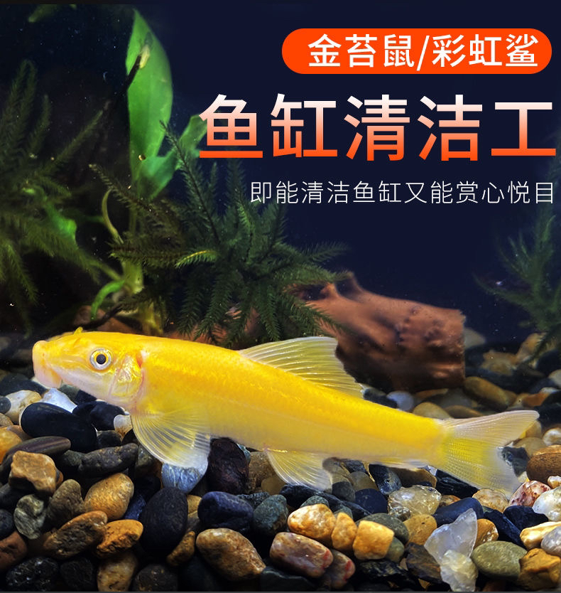 金苔鼠1条 清洁鱼 不包路损 