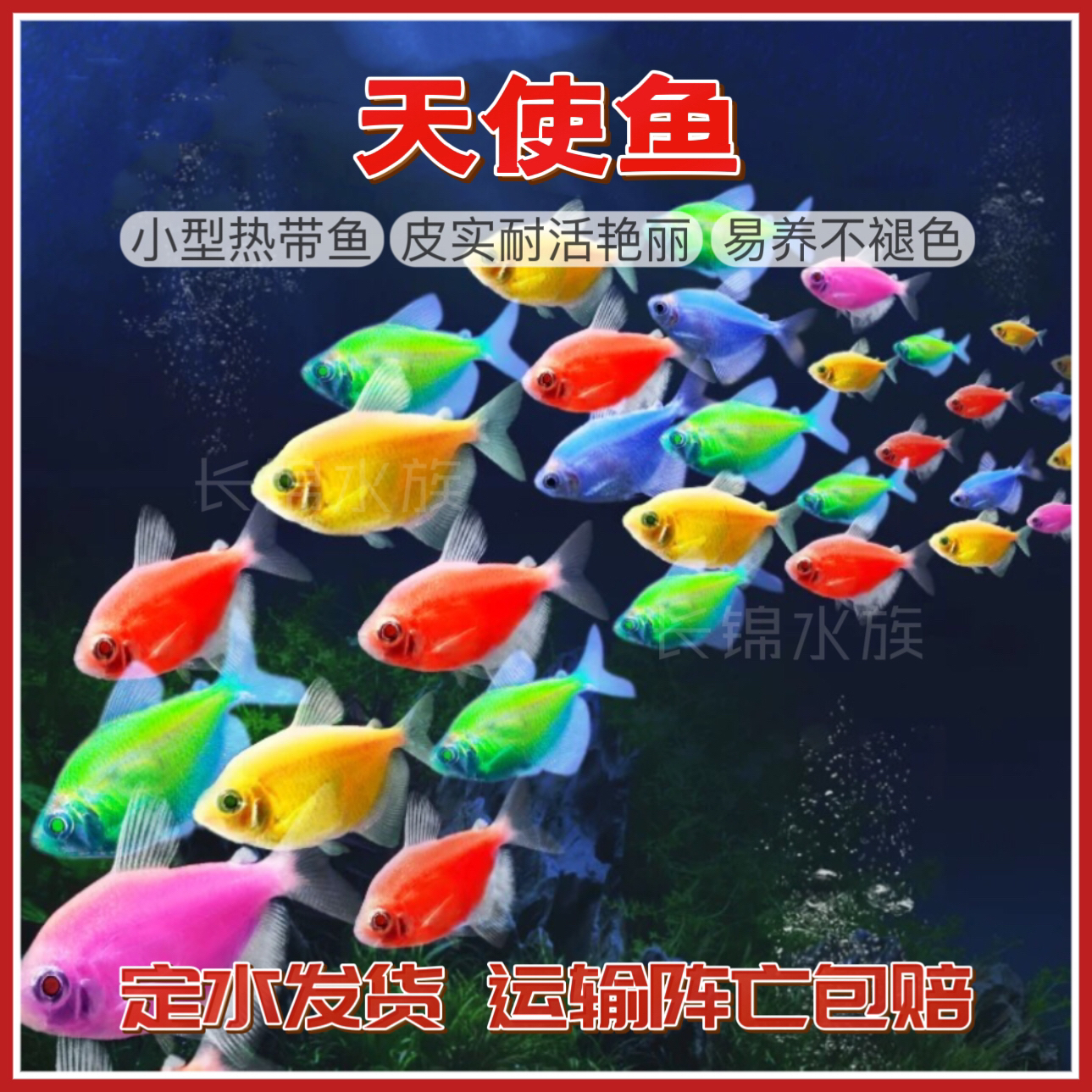 【直播福利】精品小型热带鱼七彩天使鱼活体观赏耐活水族观赏鱼