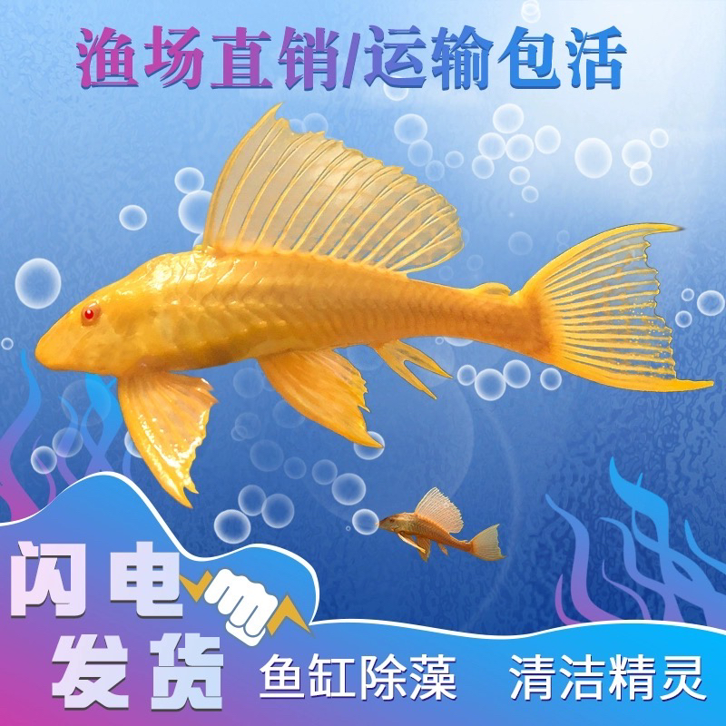 女王清道夫工具鱼红眼豹纹大帆大型小型清洁鱼缸鱼池鱼粪便观赏鱼