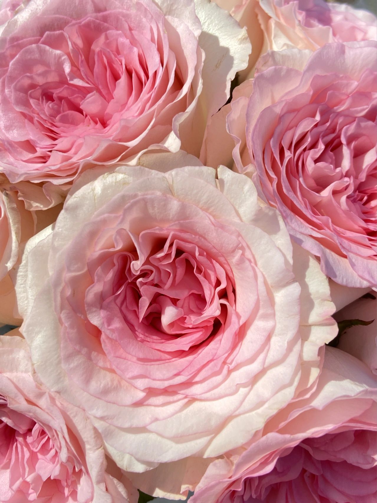 两单包邮！烫头洛神玫瑰10支（20%不售后）