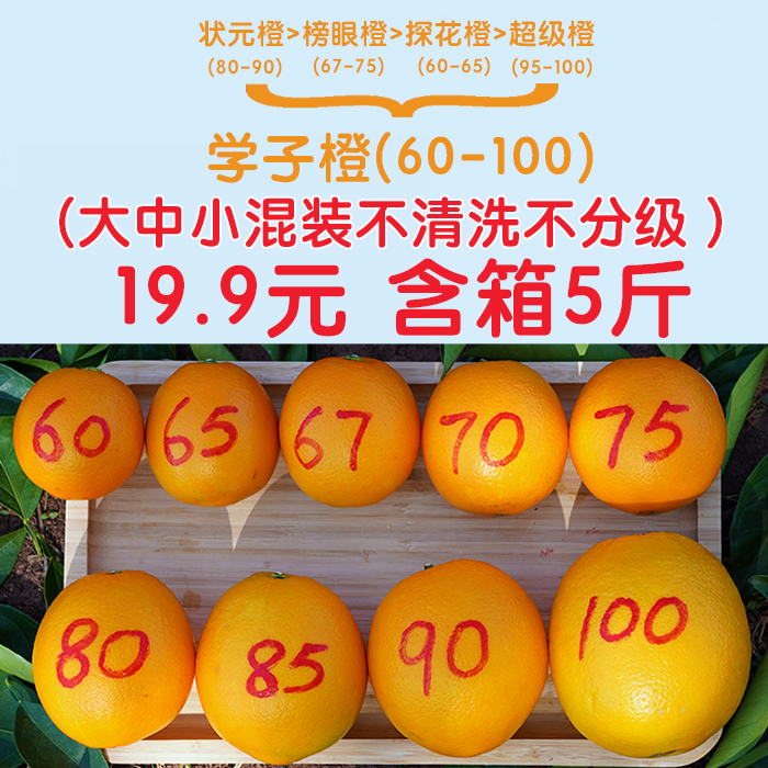 橙家七小姐【5斤学子橙】赣南信丰脐橙60-100mm大中小混装顺丰