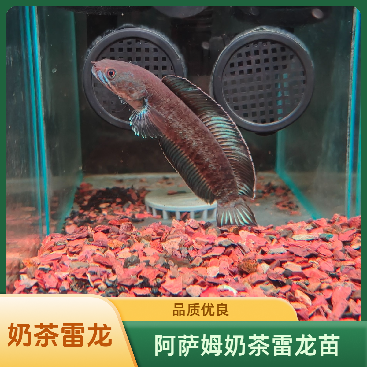 印尼赛季预选奶茶苗子