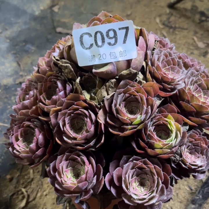 瑞妈多肉植物097