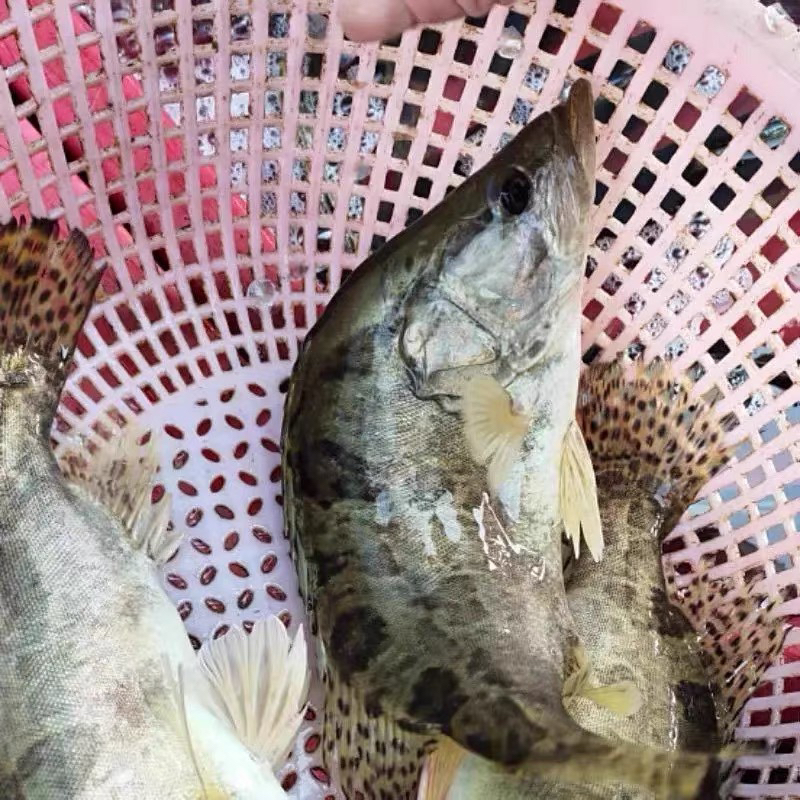 海鲜小妹家  桂鱼1.8斤 （活发不保活）