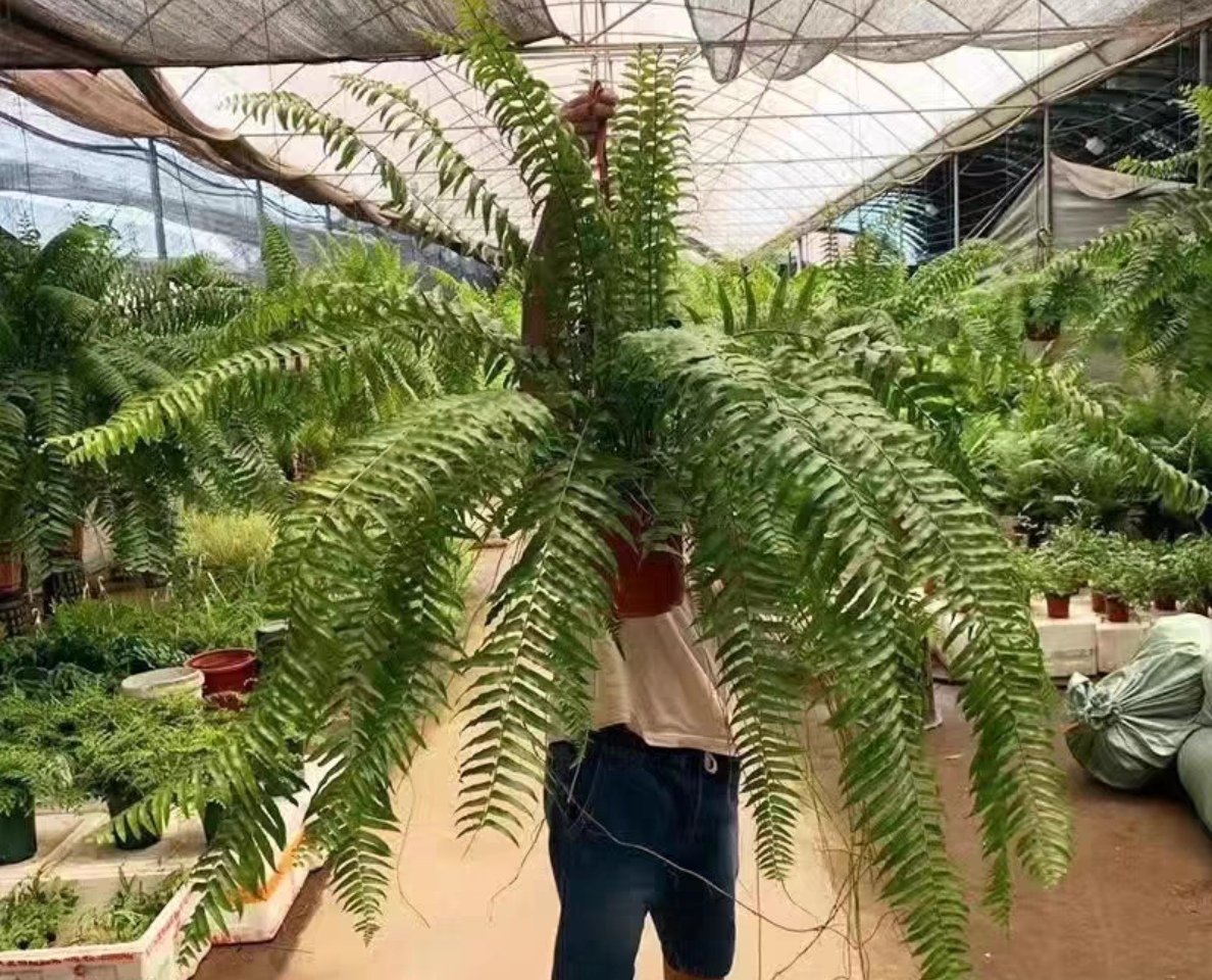 霸王蕨 雨林绿植 蕨类天花板