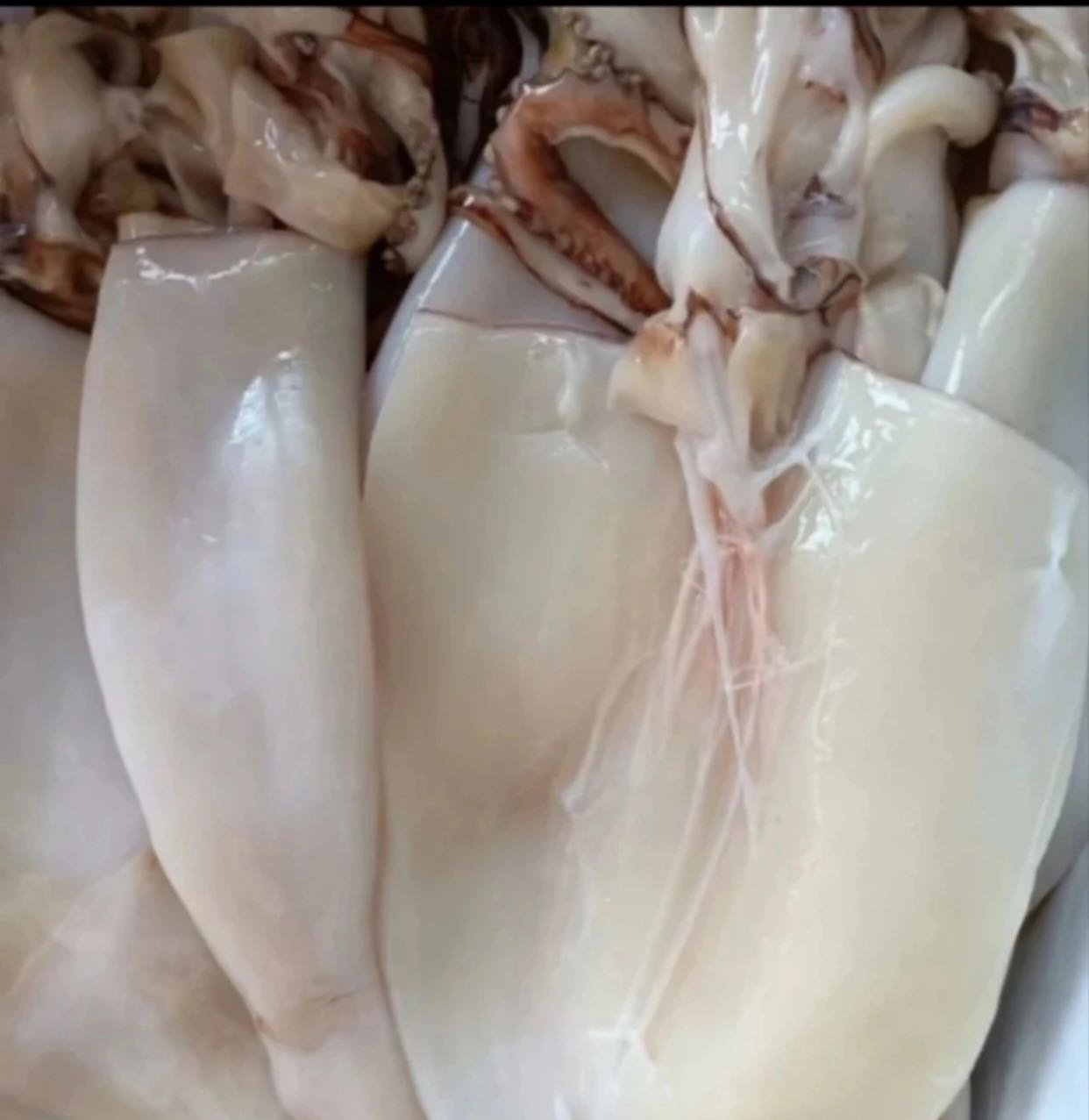 三去大鱿鱼3斤（2条~3条）6斤是（4条~6条）急冻缩鲜带保护冰
