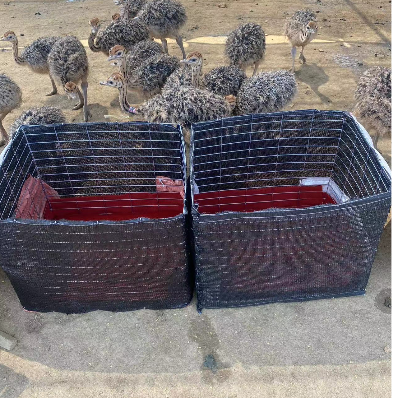 包邮鸵运输笼包路损，养殖运输鸵框运输笼