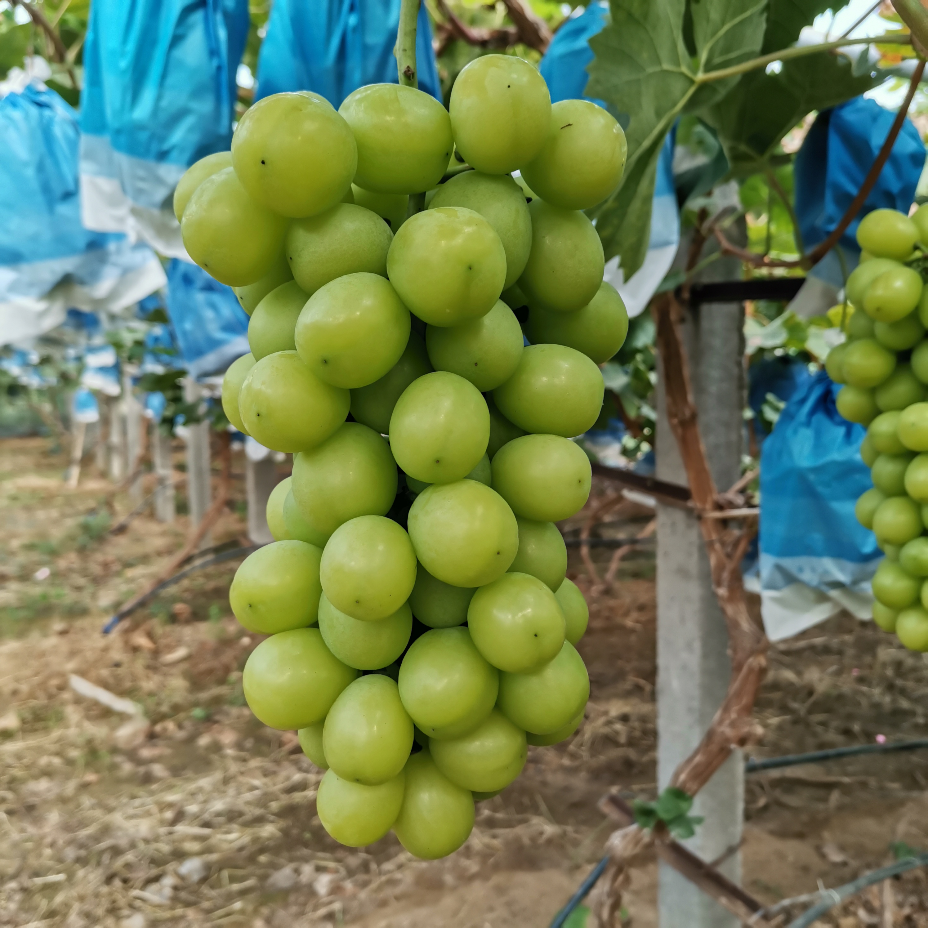 【顺丰快递】阳光玫瑰青提晴王葡萄净重3/5斤山东烟台