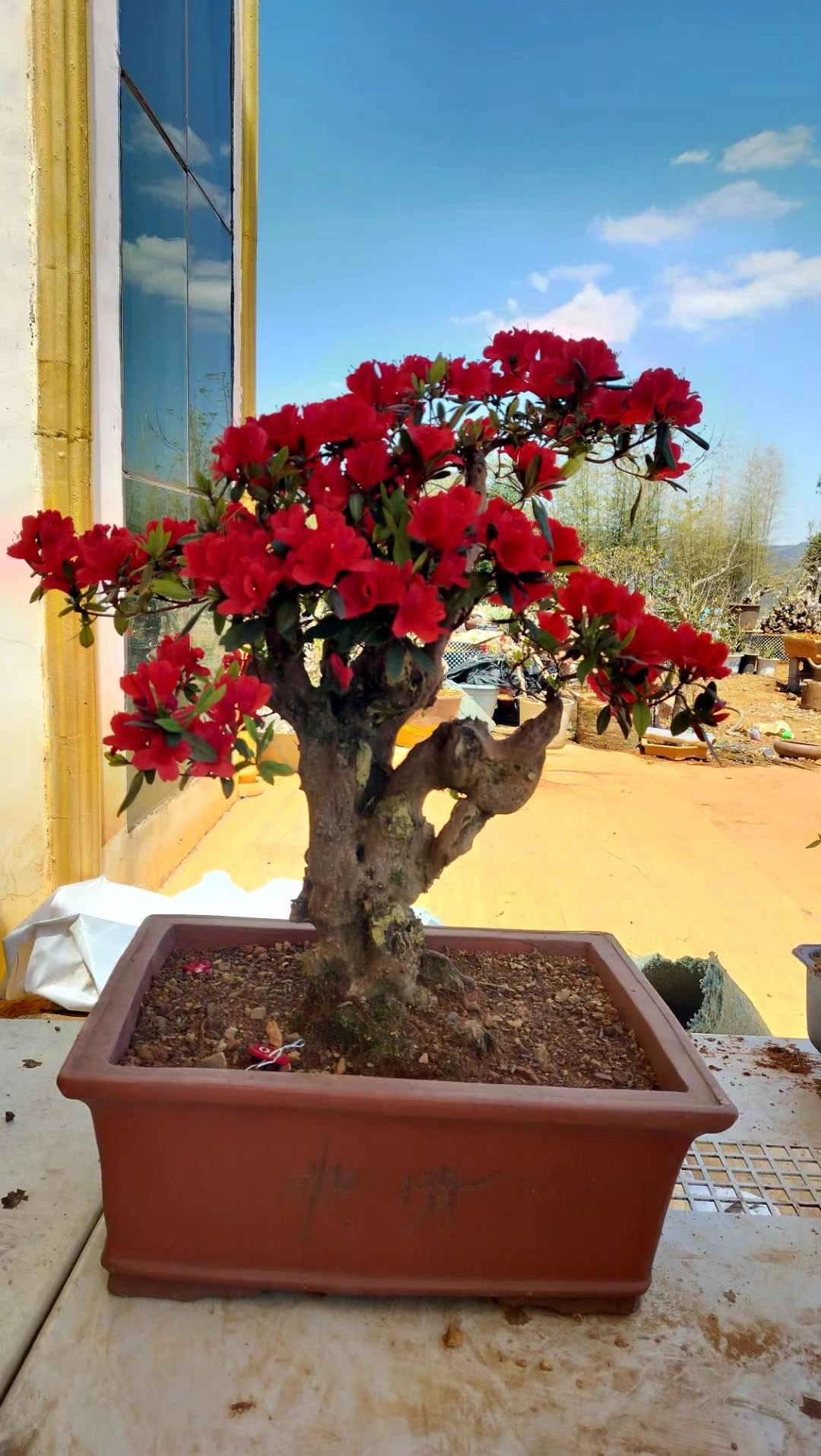 鸡血映山红花卉链接