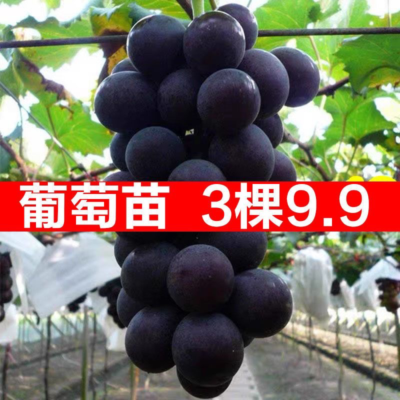 巨峰葡萄树苗抗寒耐热高产庭院盆栽果树苗