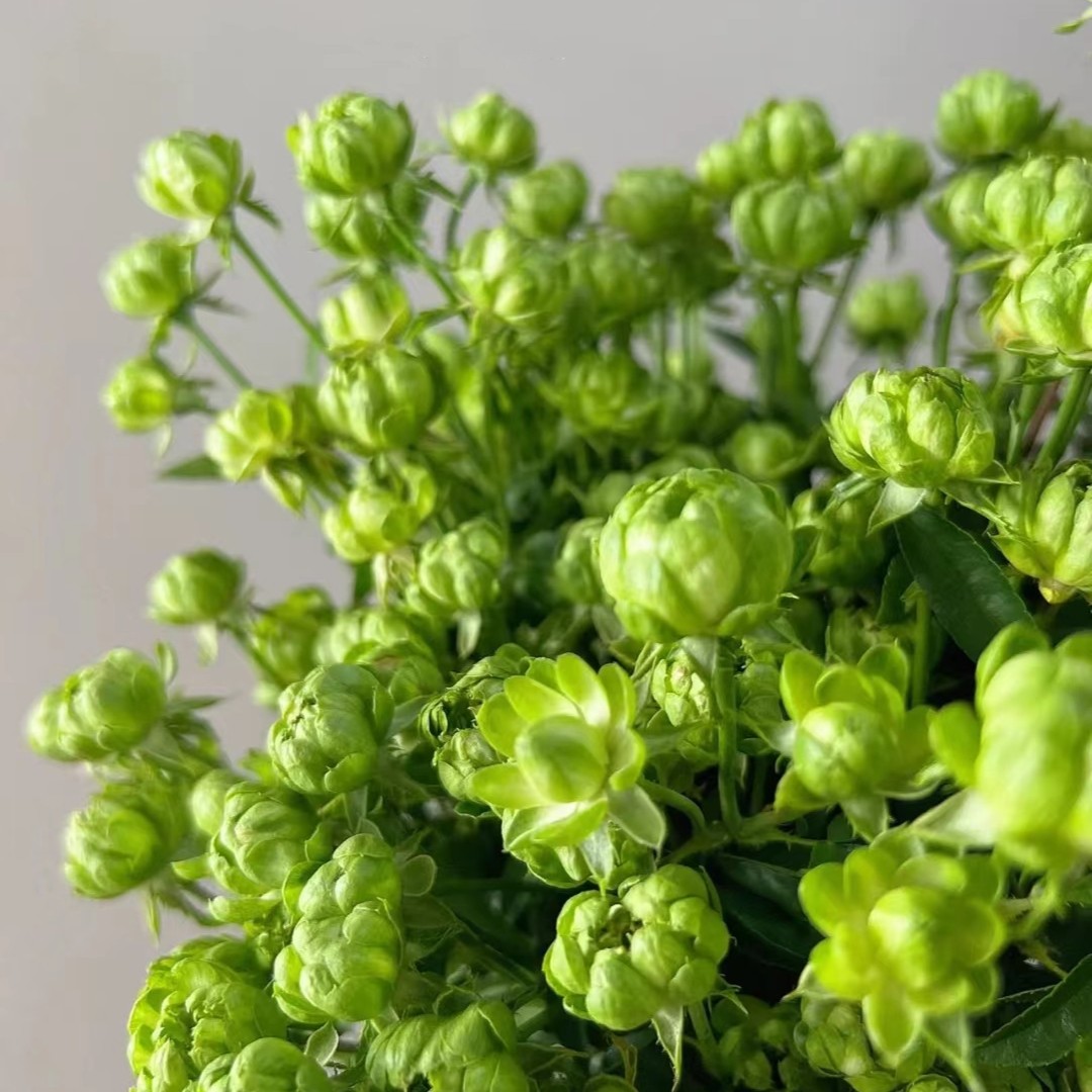 黑哥的植物  闪电灌木月季多季节重复开花耐热耐晒地栽盆栽