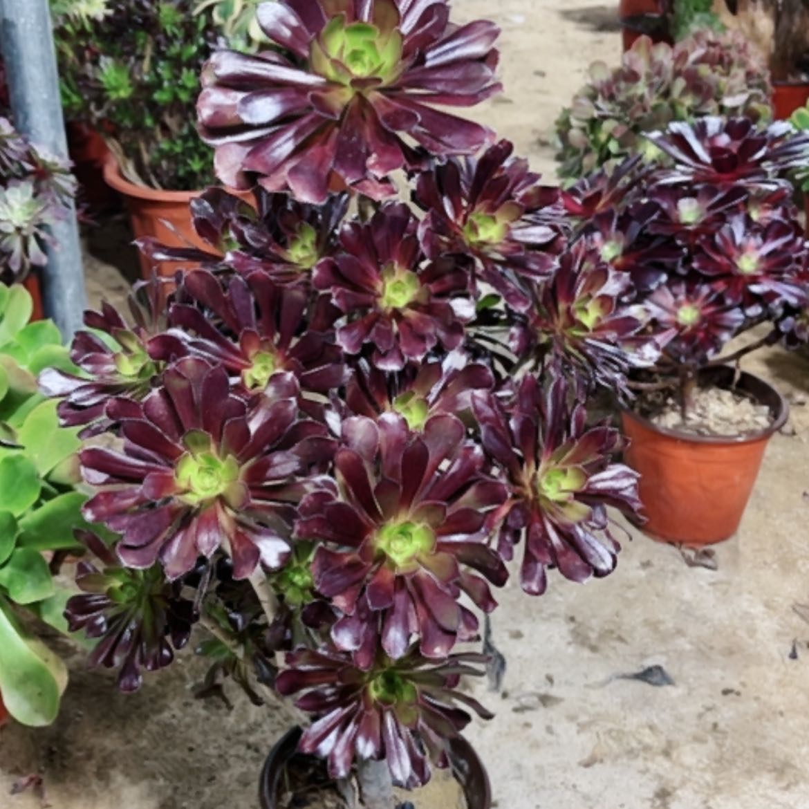 【闪购商品】?***花多肉46