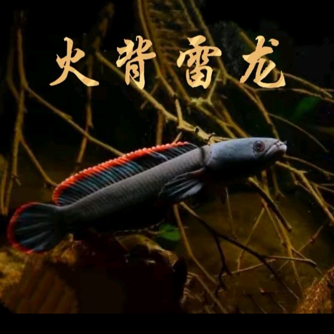 火背雷龙鱼，寮国火背雷龙，中型雷龙，活动性好，状态性好，发色红边，