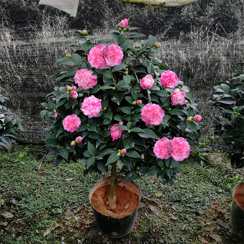 龙岩烈香水茶花带浓香味型福建的四季大小树苗包邮浓香型香妃盆栽