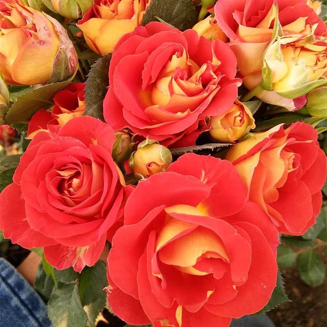 二乔月季花双鱼座微月季迷你型多头带花苞一年四季盆栽月季花