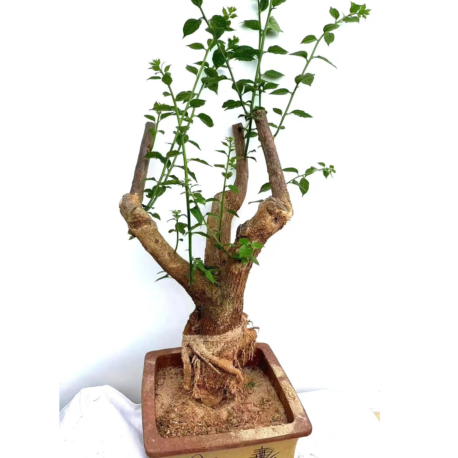 三角梅云南紫老桩盆栽爬藤植物四季开花耐寒基地直发【8-10公分】