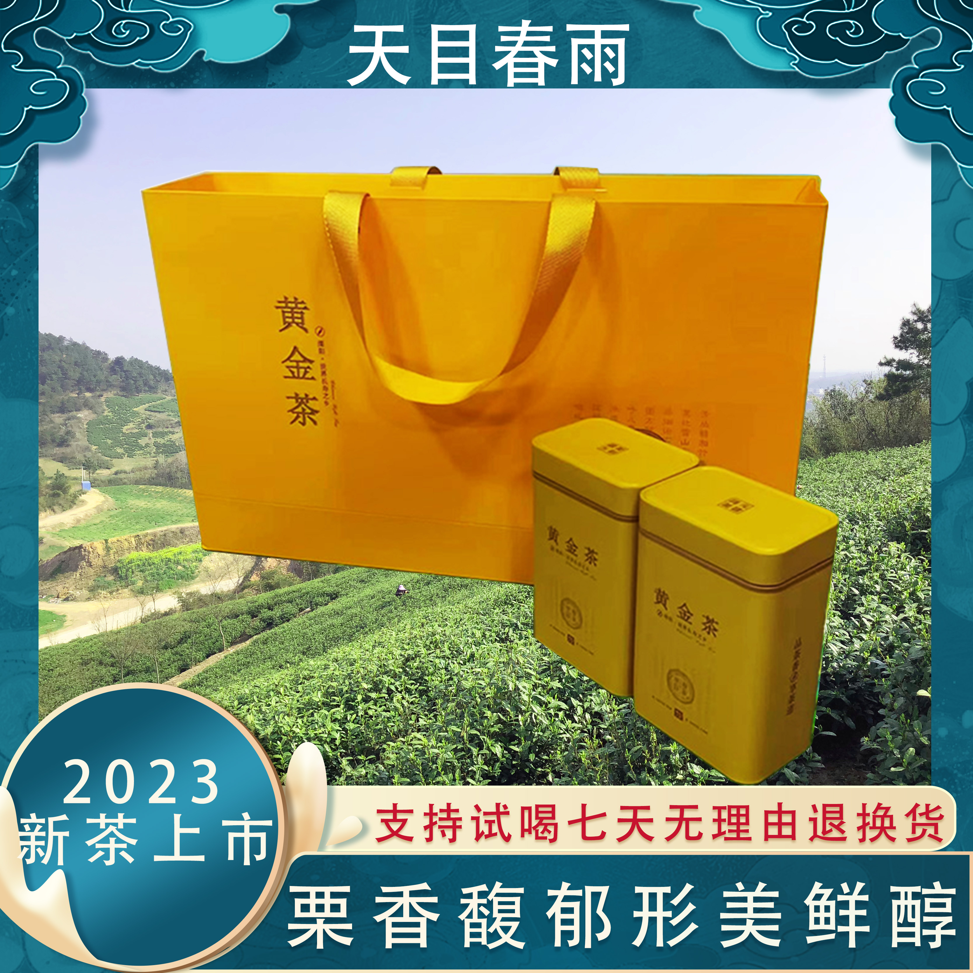 2023 春茶黄金茶天目春雨新茶耐泡黄金芽茶汤试喝罐装早春采摘